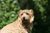 NORFOLK TERRIER 056
